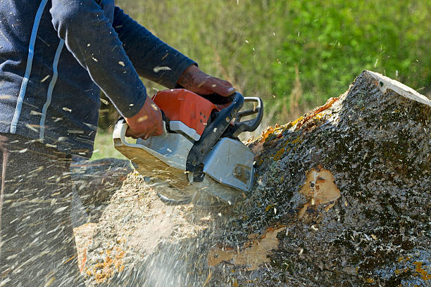 Tree Removal for Businesses in Holly, MI